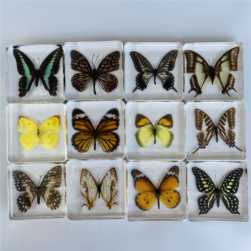 Schmetterling in Harz Präparat Briefbeschwerer Sammlung Dekor Geschenk Erziehungshilfe