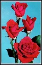 Postcard Four Roses For You   O54