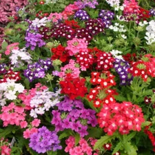 Verbena COMPACTA Mix Dwarf Groundcover Tender Perennial Bees Non-GMO 200 Seeds
