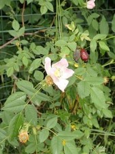 Graines d’Églantine,les herbes,épices,produit de mon jardin,plante Bio,Églantier