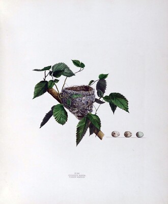 13108.Decoration Poster.Wall Room home art vintage design.Warbler bird nest.Eggs