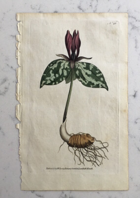 ANTIQUE WILLIAM CURTIS ORIGINAL HAND COLORED BOTANICAL GARDEN FLOWER PRINT 1786
