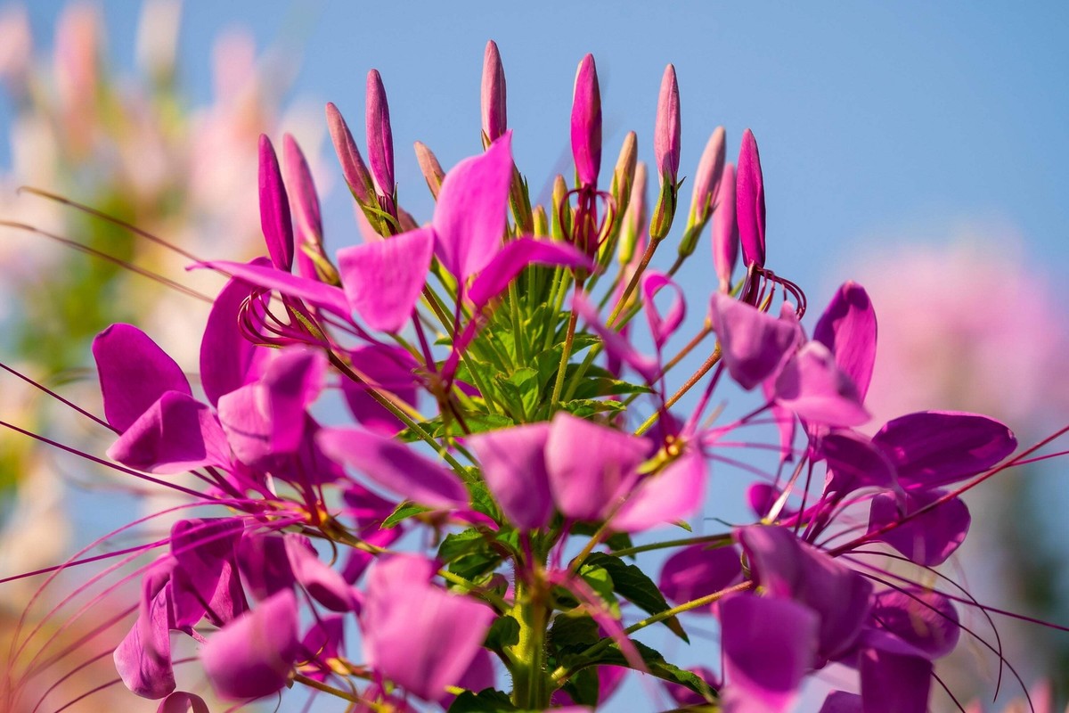 200 CHERRY QUEEN CLEOME Spinosa Hassleriana Carmine Rose Spider