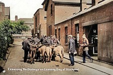 ptc0597 - Blackpool Licensing Day examining donkeys Lancashire - print 6x4