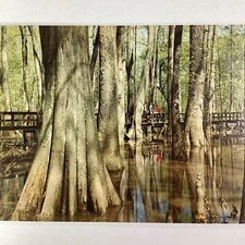 Mississippi Postcard Vtg Mid 1900s Natchez Trace Parkway Cypress Swamp Ridgeland