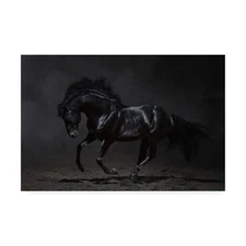 IC01633-C1624GG Onyx Horse by PhotoINC Studio, 16x24, Multiple