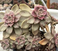 Imported Succulent live plant Rare succulent Home Decor Echeveria Pink Goose #26