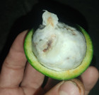Garcinia Bahiensis — photo 1