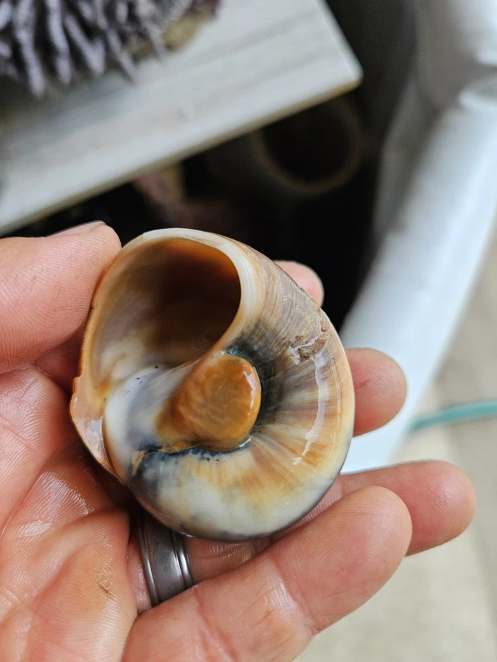 VENTA FLASH CANGREJO ERMITAÑO: ¡10 limpiadores cangrejos ermitaños rayas delgadas! Foto 3 de 4