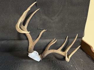 Beautiful. Typical 12 Point Whitetail Deer Antler Horns Mount Taxidermy Decor