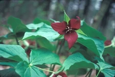 4 Wild Woodland RED TRILLIUM Native plant~Woodland gardens