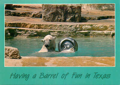 Postcard Polar Bear Playing at the Gladys Porter Zoo in