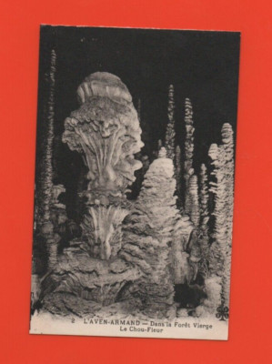 Grotte L Aven Armand - IN Der Wald Jungfrau - The Rasier- Blume ( Ref. J512)