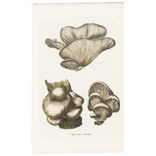 Rare 1777 CURTIS FLORA LONDINENSIS Hand-Colored Folio Engraving, OYSTER MUSHROOM