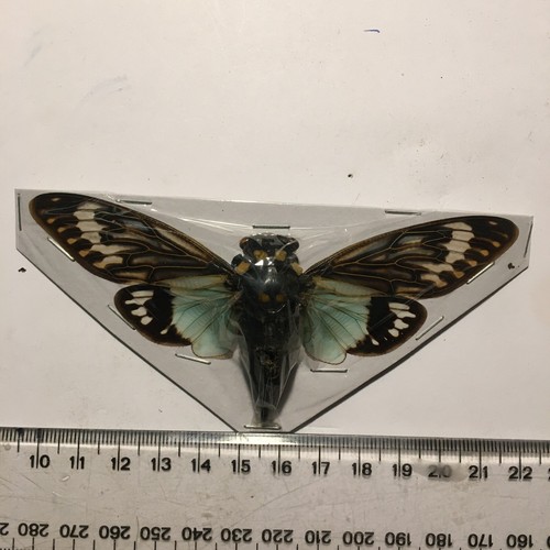Real Insect/Butterfly/Moth Set B2228 Cicada Large Rare Blue Tosena splendida - 第 1/2 張圖片