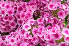 100+ Monica Lynden-Bell Phlox Seeds for Garden Planting - USA - FREE SHIPPING!