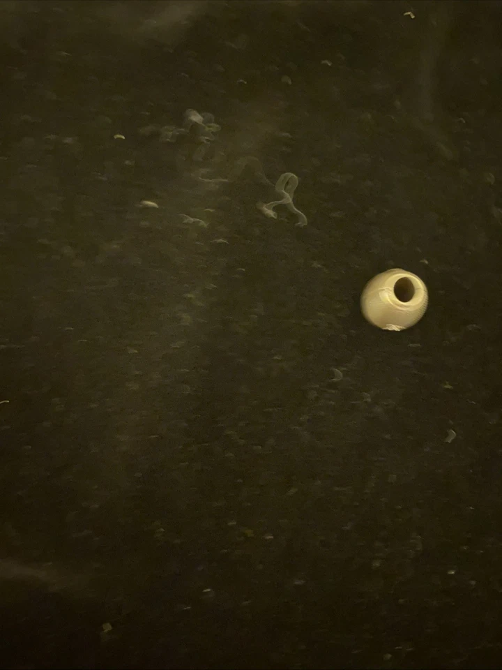 Dije de fútbol Brighton Foto 2 de 3