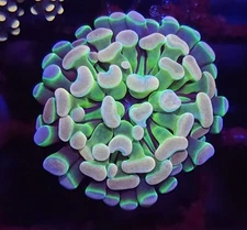 AJs Hologram Hammer * Euphyllia * Live Coral Frag * AJs Aquariums