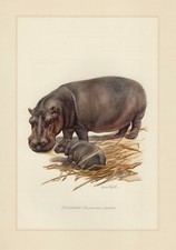 Hippopotamus Amphibius Color Print from 1959 Hippo
