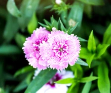 500+ Lilac Frost Dianthus Seeds US SELLER Annual Flowers Seed Carnation Bulk