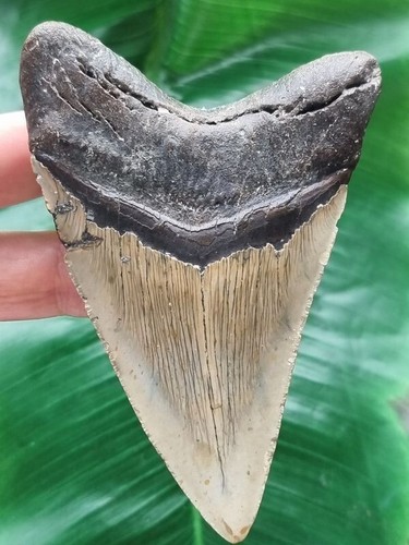 Dente massiccio del Megalodonte 11,7 cm - Dente di Squalo Fossile - Foto 2 di 6