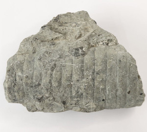 Unknown Fossil Invertebrate - Likely Waldron Shale?