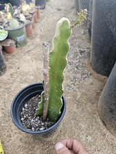Dragonfruit cactus, Pitahaya, 11"  plant, shipped bare root