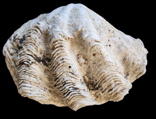 Huge Giant Tridacna Squamosa Matched Pair Clam Shells Seashells Ruffles ...