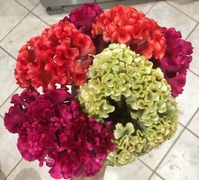 150 Celosia Cristata Mix seeds / Cockscomb seeds **organic heirloom **  Free S/H