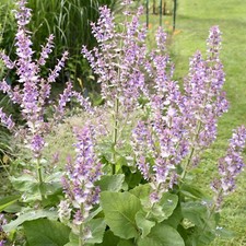 Salvia Turkestanica Plant in 1L Pot - Clary Sage Semi