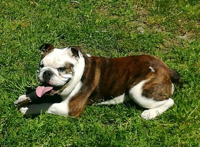 keystone bulldog rescue