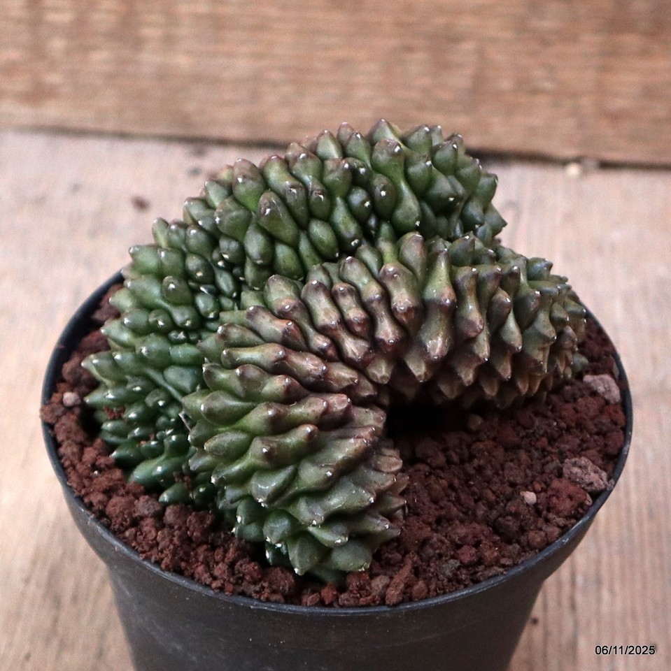 D7311 GYMNOCALYCIUM MIHANOVICHII 