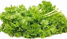 Mustard Green Seeds, Wasabi Mustard Green Seeds "COOL BEANS N SPROUTS" Brand.