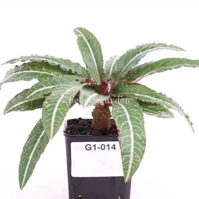 Euphorbia labatii Rare Succulent Living Plant Garden Décor Boutique