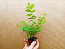 Blueberry Starter Plant ~ Sunshine Blue... Price includes 2 plants
