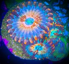 SAF~4- White Zombie Zoanthid Coral Frag, Colony, “WYSIWYG” Paly, Zoa