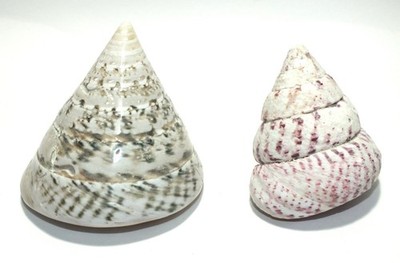 Shell Natural Shells 2 Top Snail Shell Trochus Top Green Purple Tones Beach S112