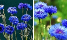 Dwarf Bachelor Button Seeds - Blue Cornflower - Pack of 1000 Seeds by