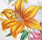 1841,J.W. LOUDON 1st EDIT. FINEST ANTIQUE ORIGINAL WATERCOLOURING BULBOUS YGL