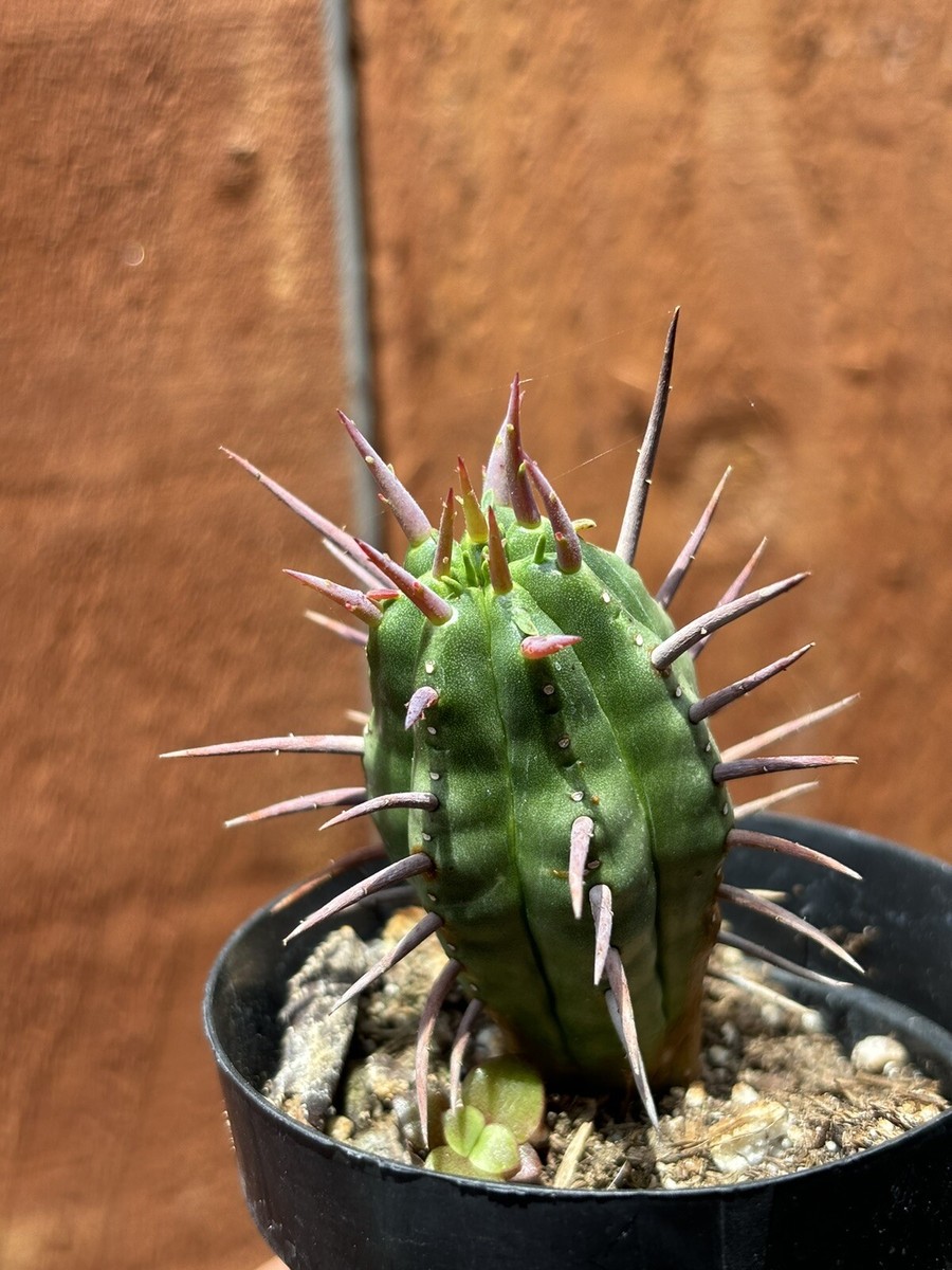 3 Euphorbia Enopla Cacti 'Pincushion' Cactus | eBay