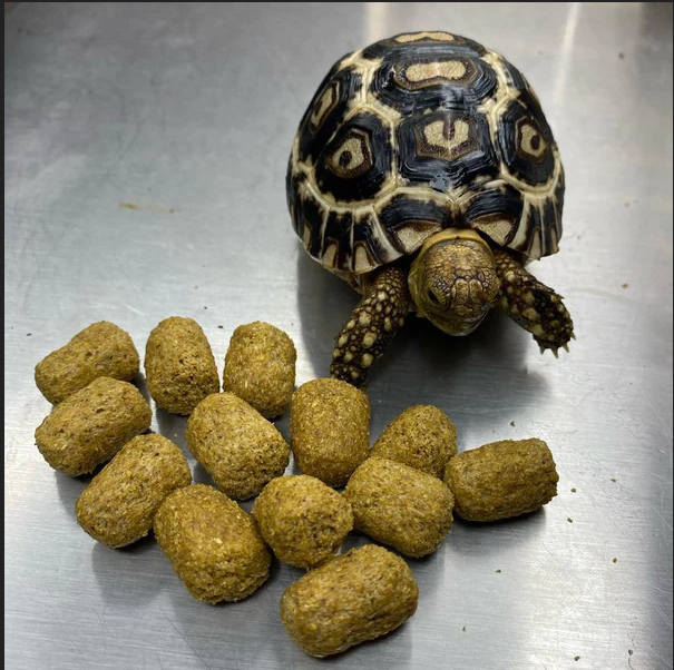 Mazuri Tortoise Russian Tortoise Fruit Mazuri Juvenile Tortoise