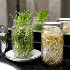 Seed Sprouting Jar，Broccoli Sprouts Growing Kit with Screen Lids Wide Mouth Maso