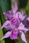 L. lobata `Hackneau' Original Division Species Cattleya Orchid Plant — photo 1