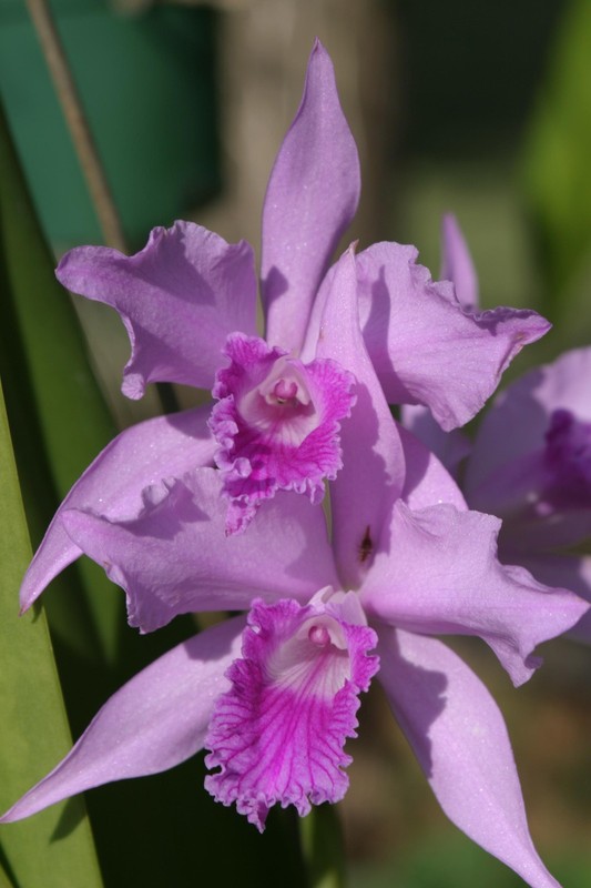 L. lobata `Hackneau' Original Division Species Cattleya Orchid Plant