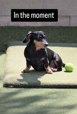 100 Used Tennis Balls For Dog Baseball Practice