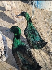 12  Duck Hatching Eggs Cayuga, Welsh harlequin, muscovy - possible purebred/mix