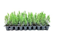 Blue Point Juniper | 2 Inch | Live Trees |