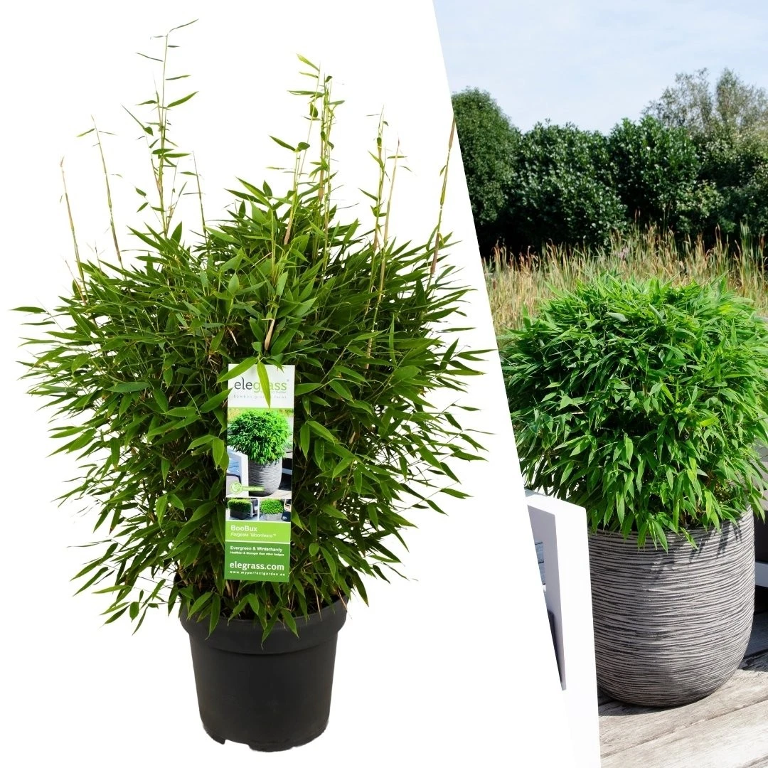 Bambus Pflanze Winterhart XL | Fargesia 'Boobux' & Wurzelsperre | Fr  Garten & K | eBay.de