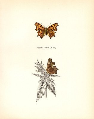 1963 Vintage PROCHAZKA BUTTERFLY ''THE COMMA'' GORGEOUS COLOR offset Lithograph