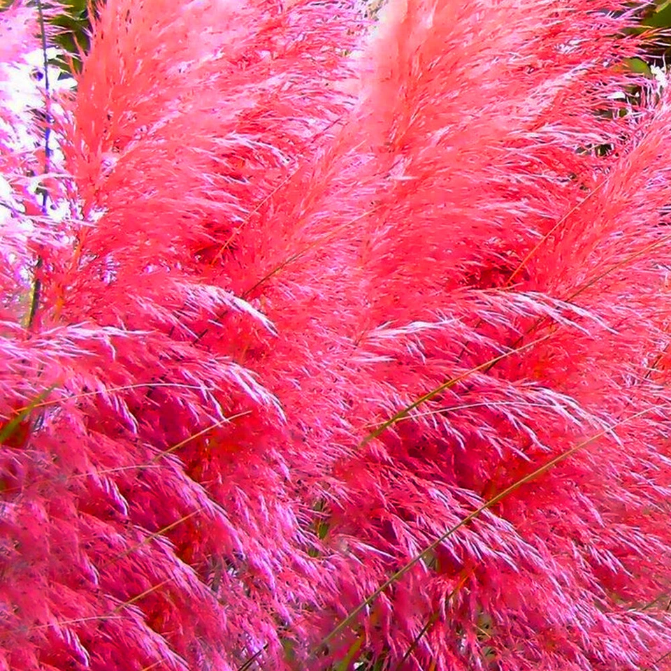 WHITE & PINK COMBO CORTADERIA SELLOANA PAMPAS GRASS W/POT PUMILA TALL DECORATIVE - Image 3 of 4